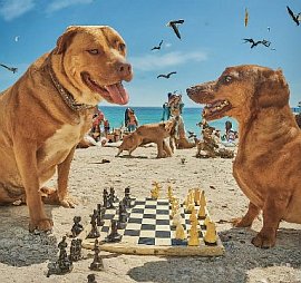Dogs Play Chess